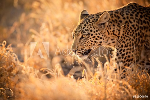 Bild på Leopard Walking at Sunset